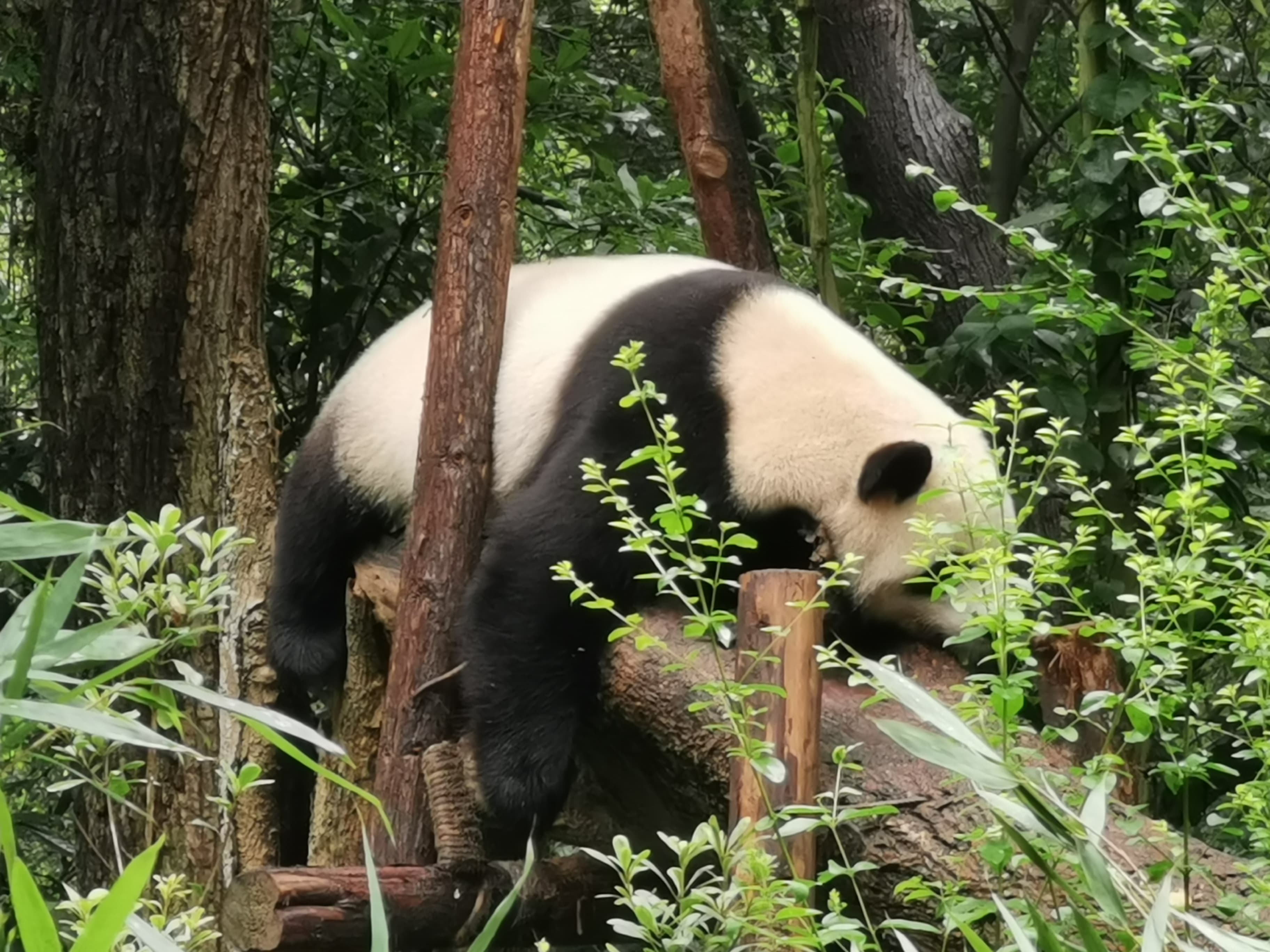 Chengdu photo 3